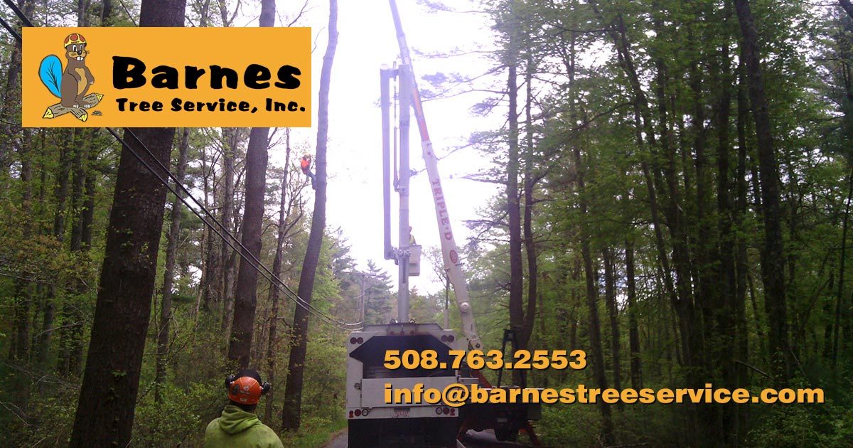 Barnes Tree Service Tree Care & Removal Southeastern, MA