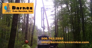 Barnes Tree Service, Inc.